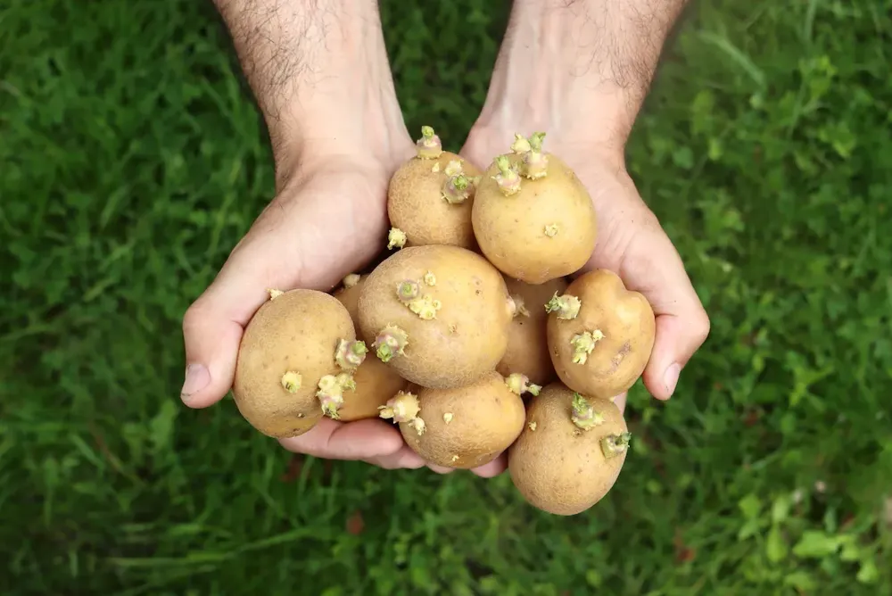 kan man äta potatis med groddar