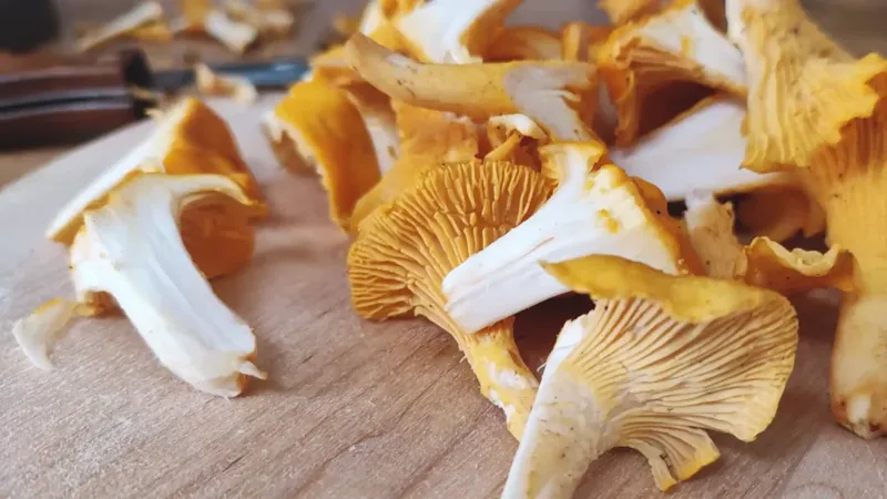 förvällda kantareller hållbarhet