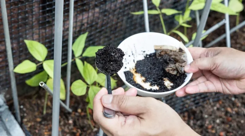 kaffesump till tomatplantor