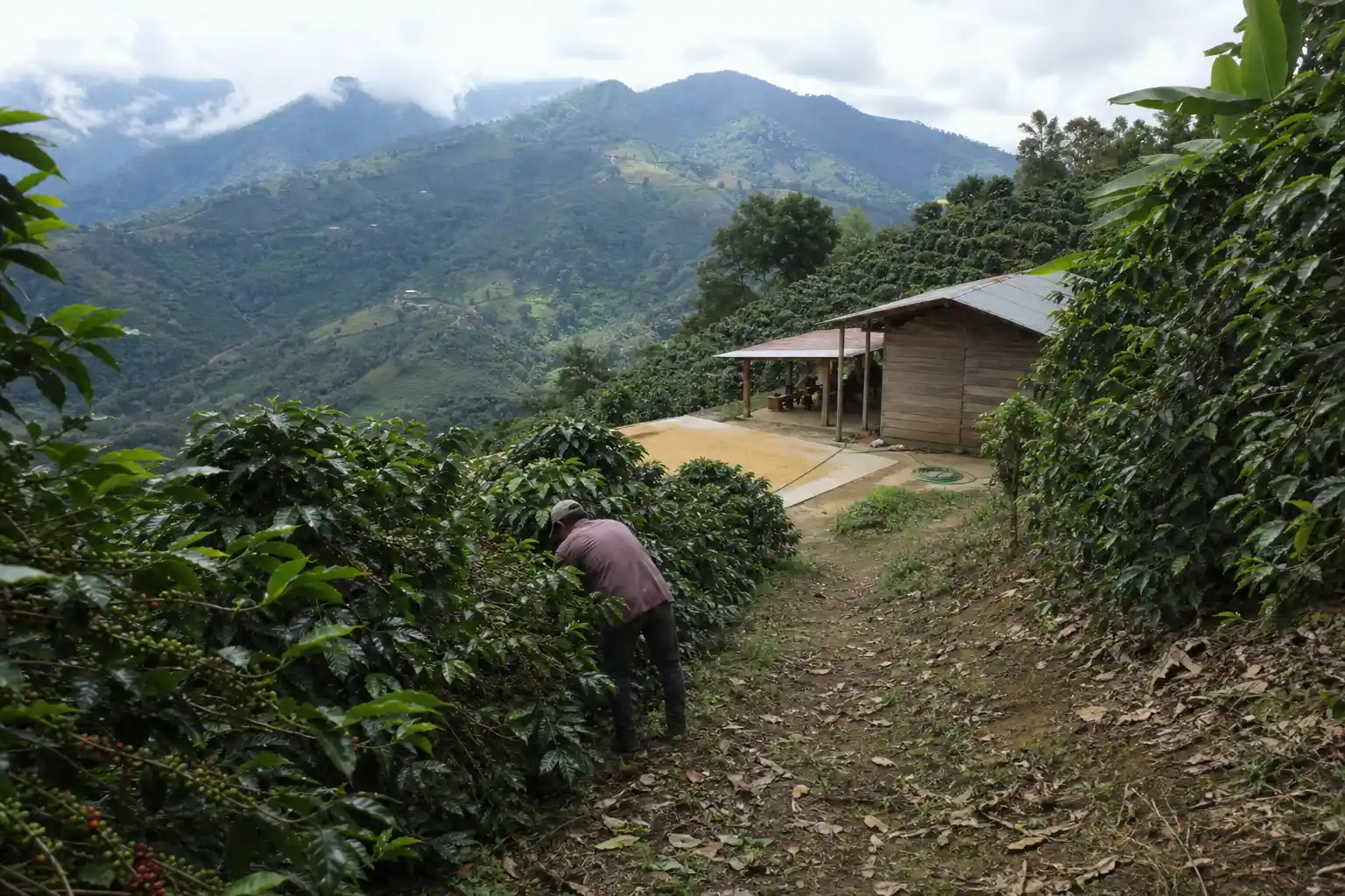 Kaffeodling på en sluttning i Costa Rica, lär dig vägen till ursprunget med Cafe Imports Field Trip Costa Rica